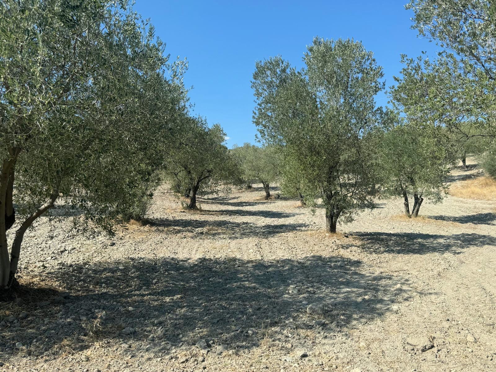 manisa-saruhanli-azimli-mah-satilik-zeytinli-tarla